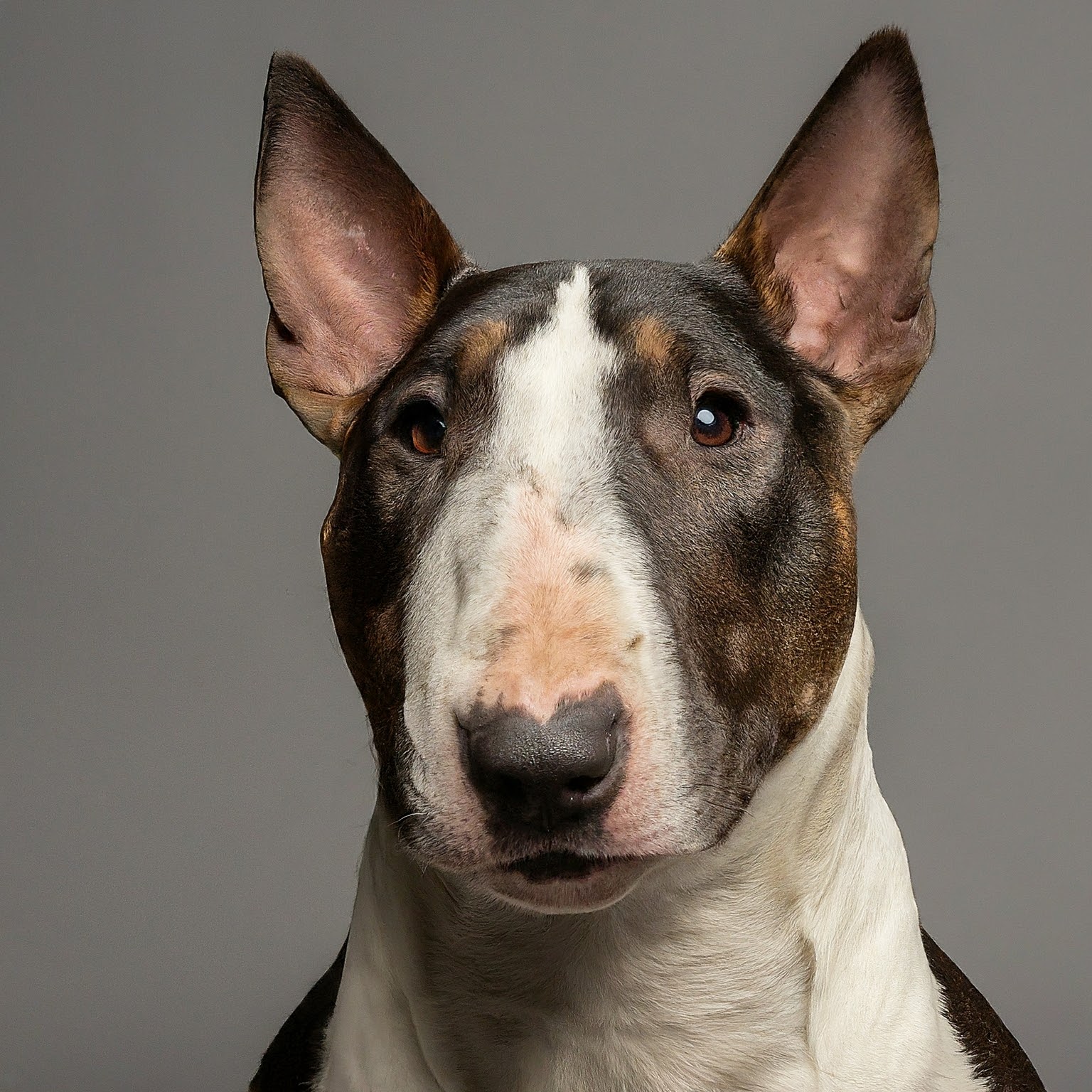 BUDDYUNO, Bull Terrier