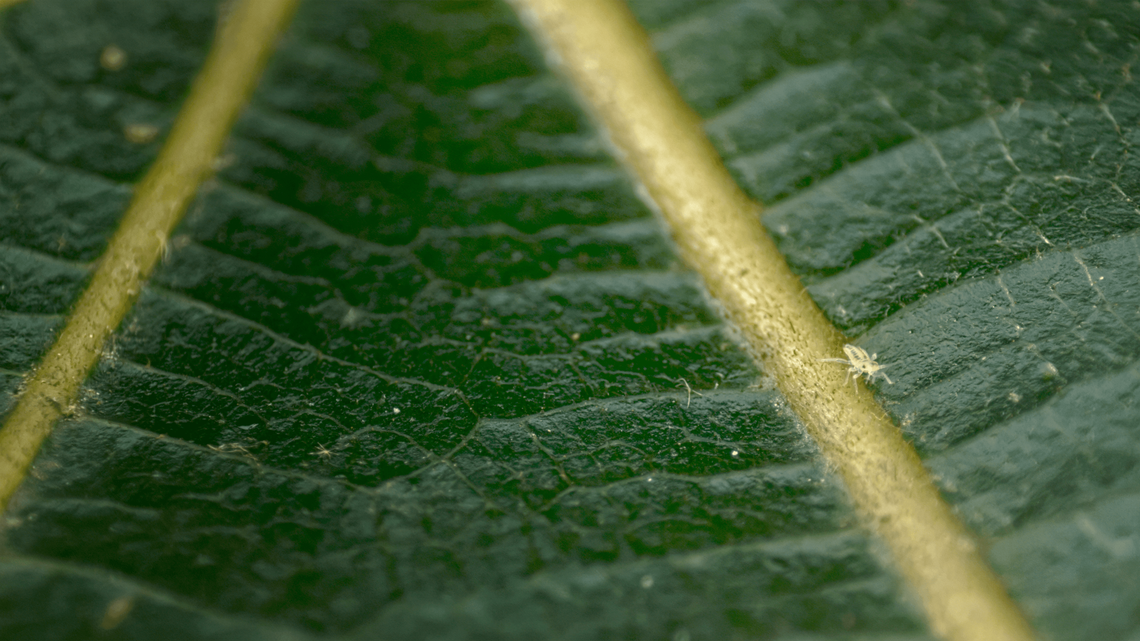 Sensory Odyssey canopy