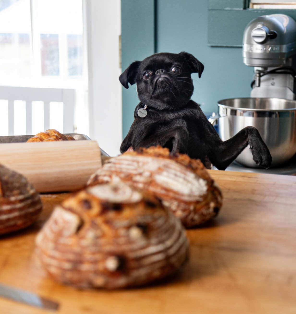 Charlie the dog, the inspiration behind Charlie's Bakery