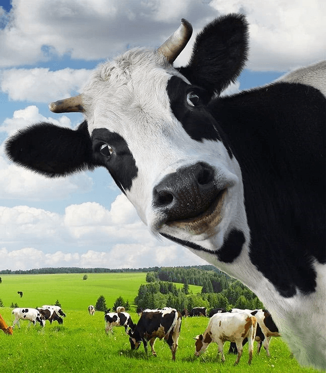 Saini Cattle Feed Store (TARA CATTLE FEED), Khurja ( Bulandshahr ) UP, INDIA