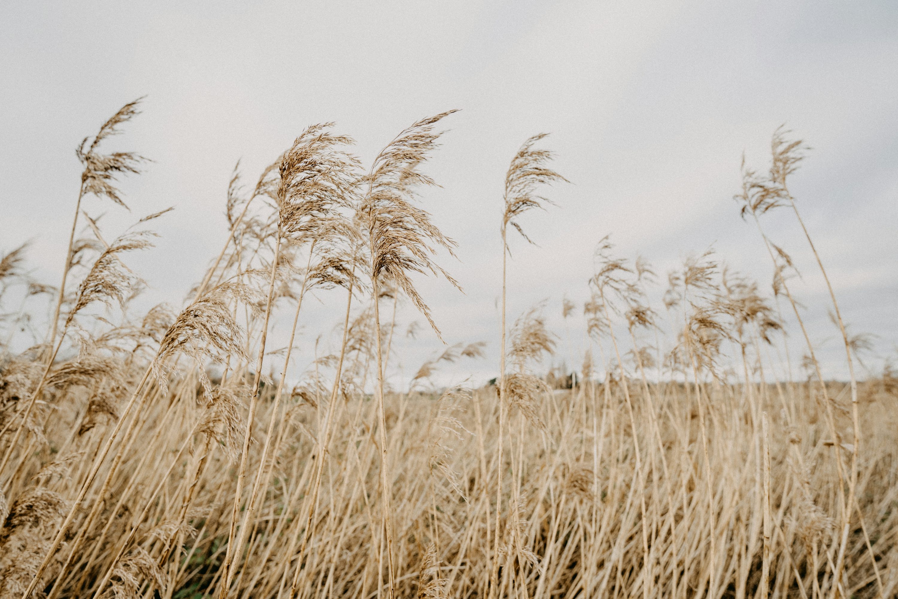 Tall golden reeds blowing in the wind representing Strawtown's values of using natural agricultural materials
