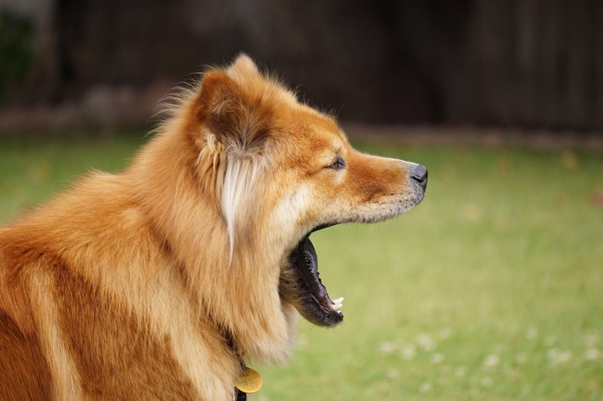 Chow Chow Distinct Habits