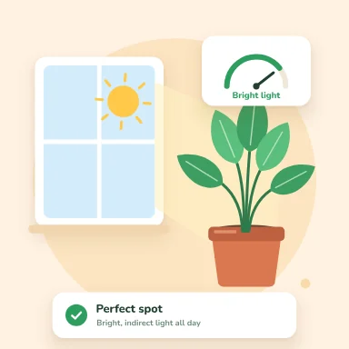 Sprout, Light check
