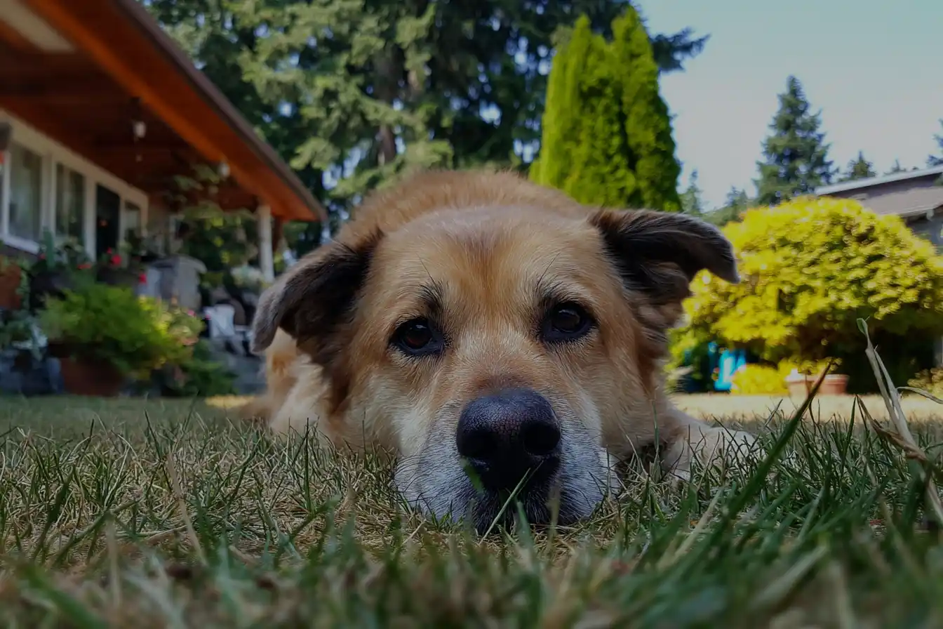 A brown dog lies on the grass, gazing forward with a calm expression. A house and green trees create a serene backyard setting in the background.
