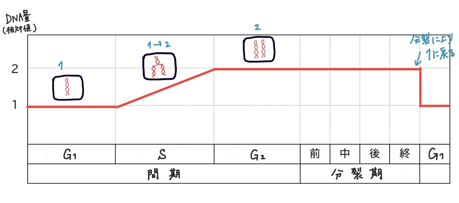 細胞周期とDNA量変化の対応図