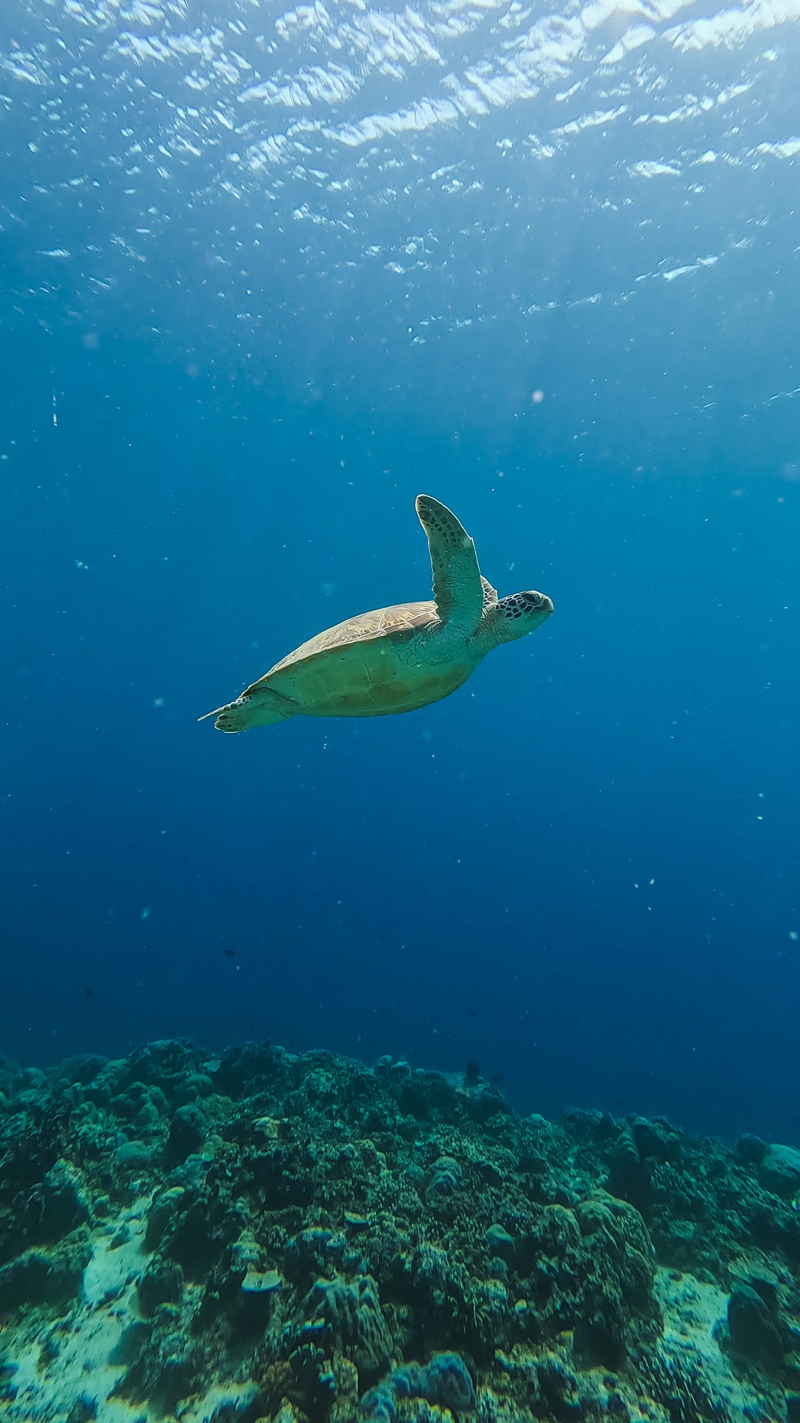 Turtle Underwater