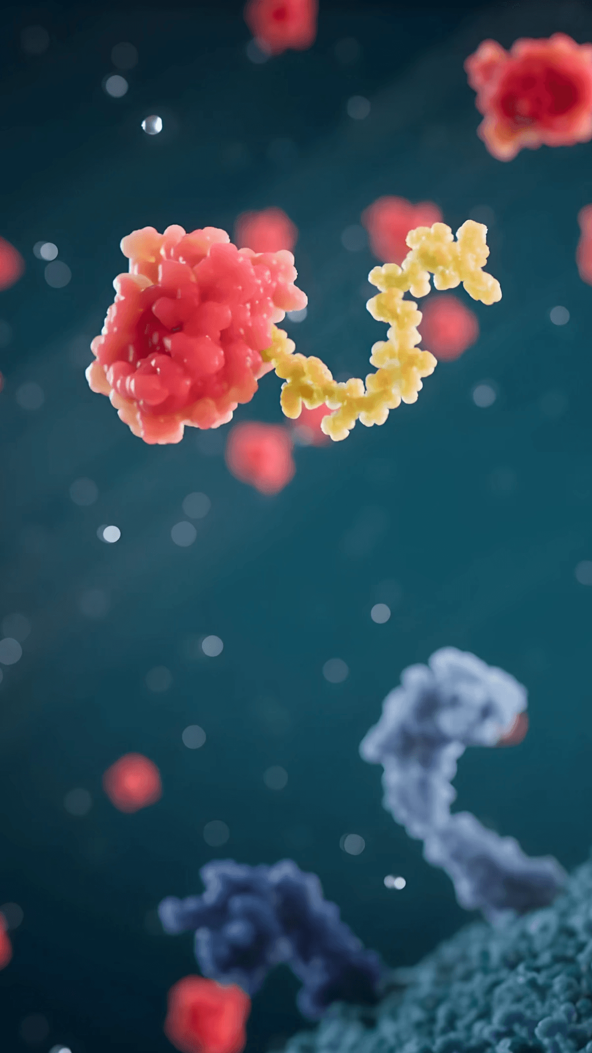 IL-18 dused with the attenuator fragment