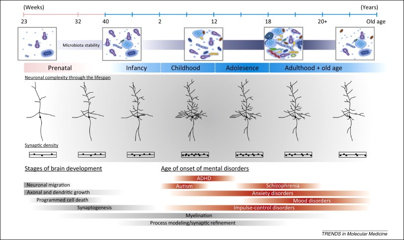 Diagram depicting the stages of neurodevelopment in the human brain including periods of increased neurodevelopmental disorder risk