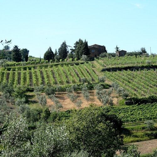 Brunello