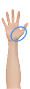 The thumb pad directly below your thumb