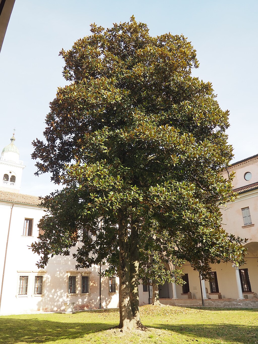Hummingbird moth with bee balm blossom