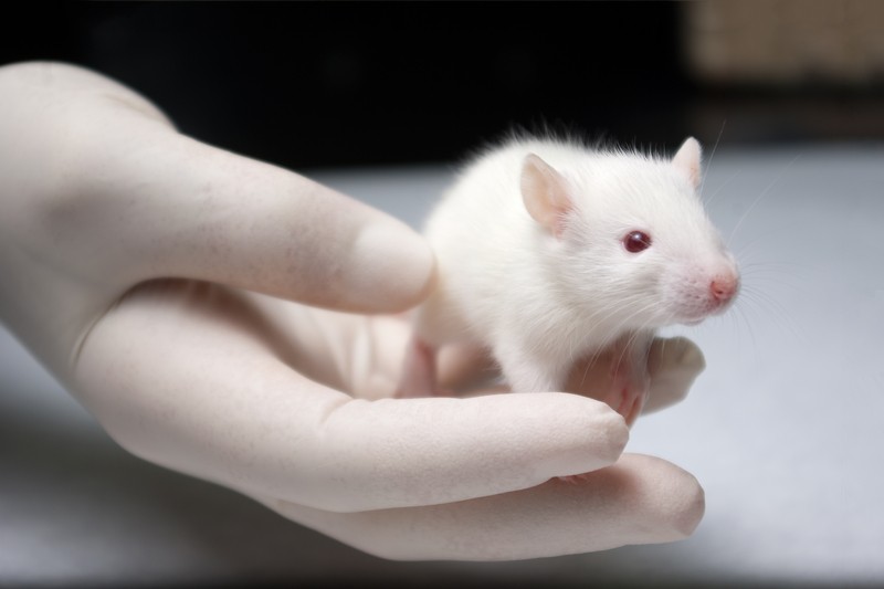 A hand in a white glove holding a white, red-eyed mouse