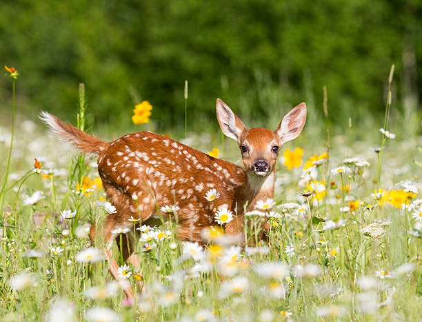 Baby Fawn