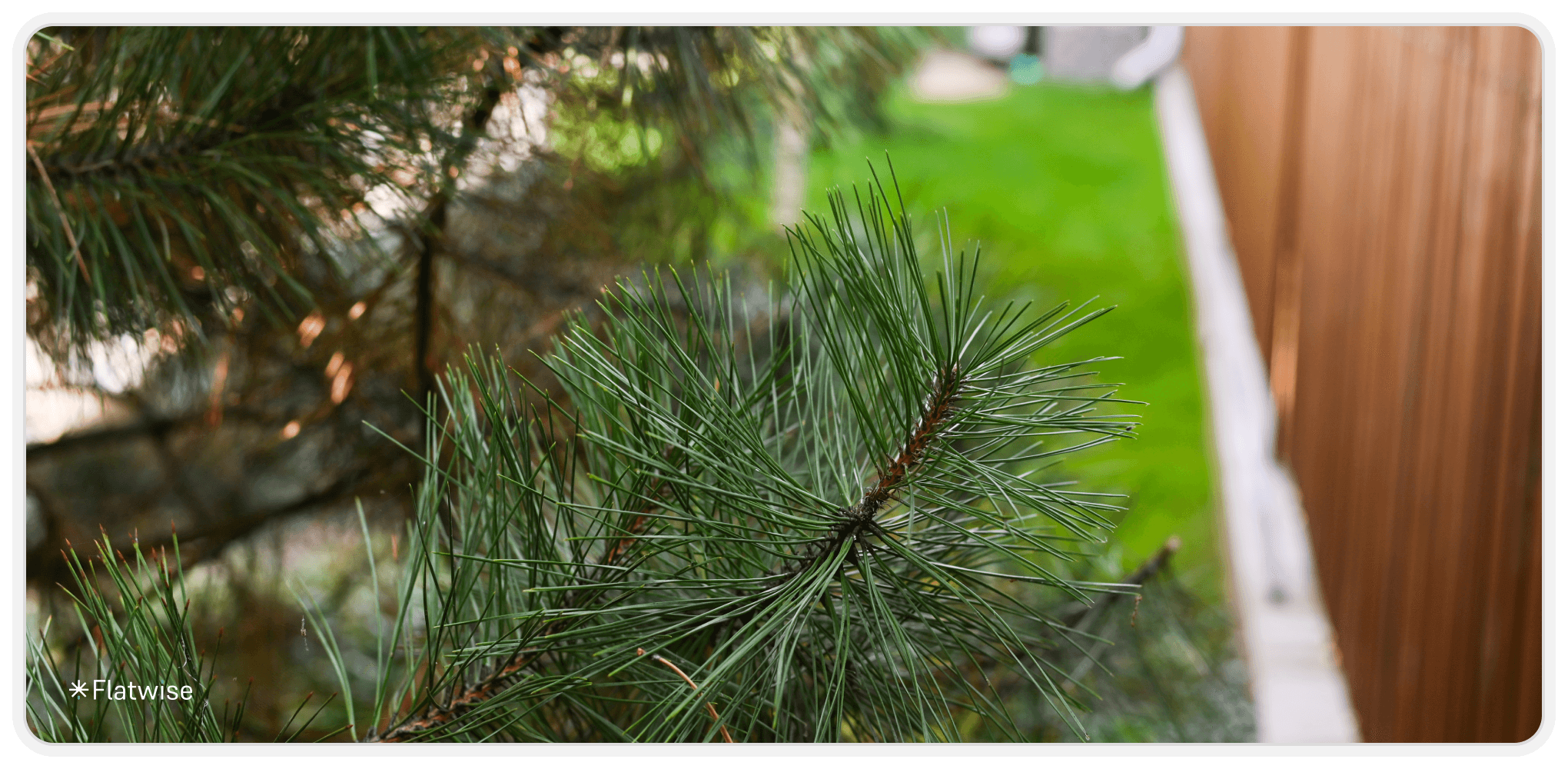 Fichtennadeln als Nahaufnahme vr einem Holzverschlag.
