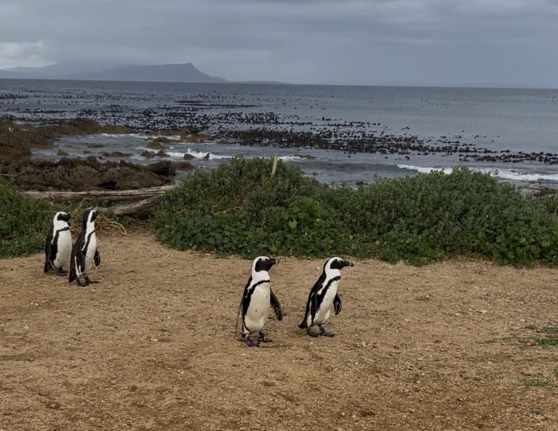 African Penguins walking on the sand at Stony Point Nature Reserve on a cloudy day green shrubbery and the ocean in the backgorund.