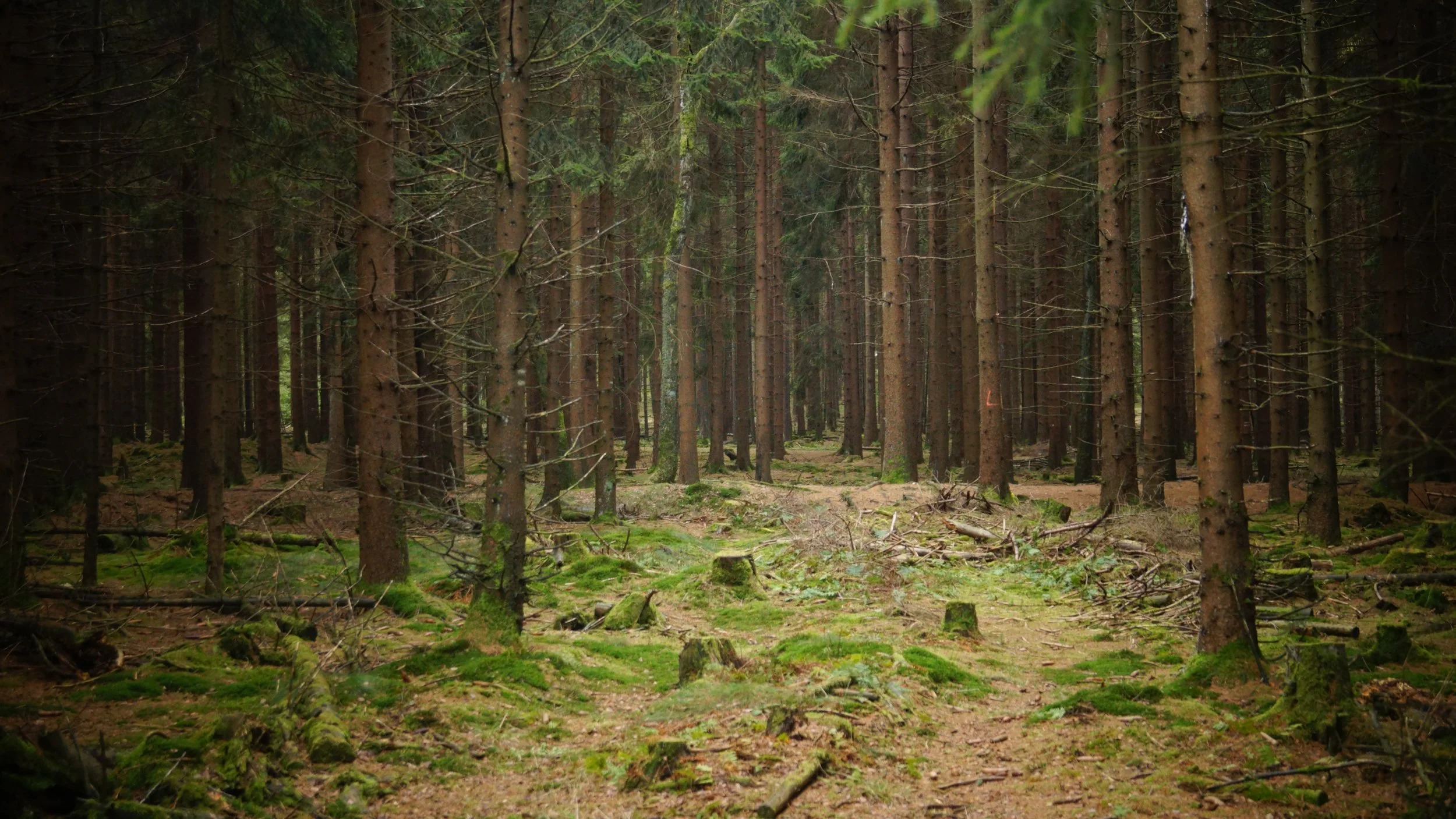Ausschnitt aus einem Wald zu sehen (nur Baumstämme)