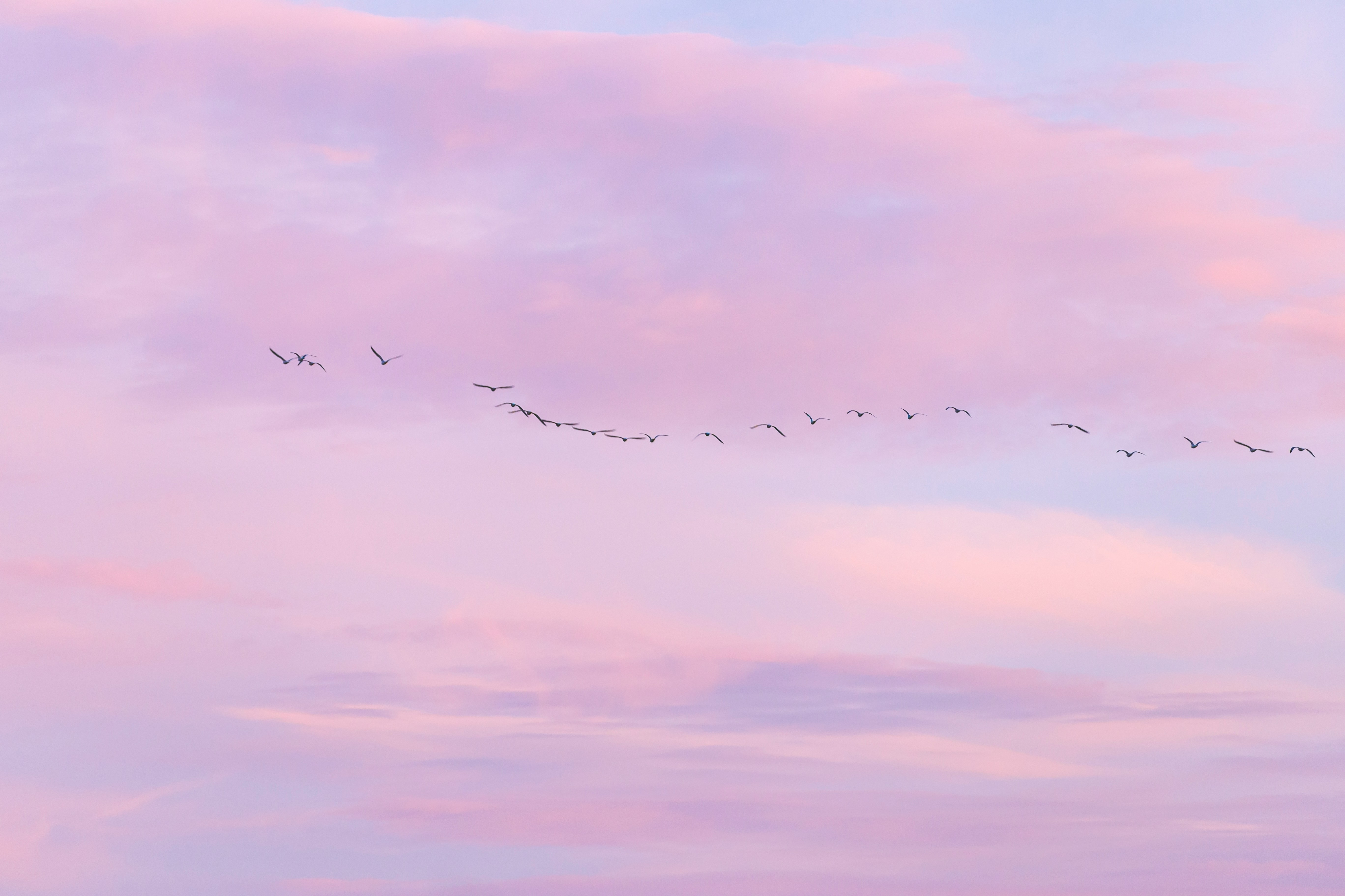 birds flying under cloudy sky during daytime