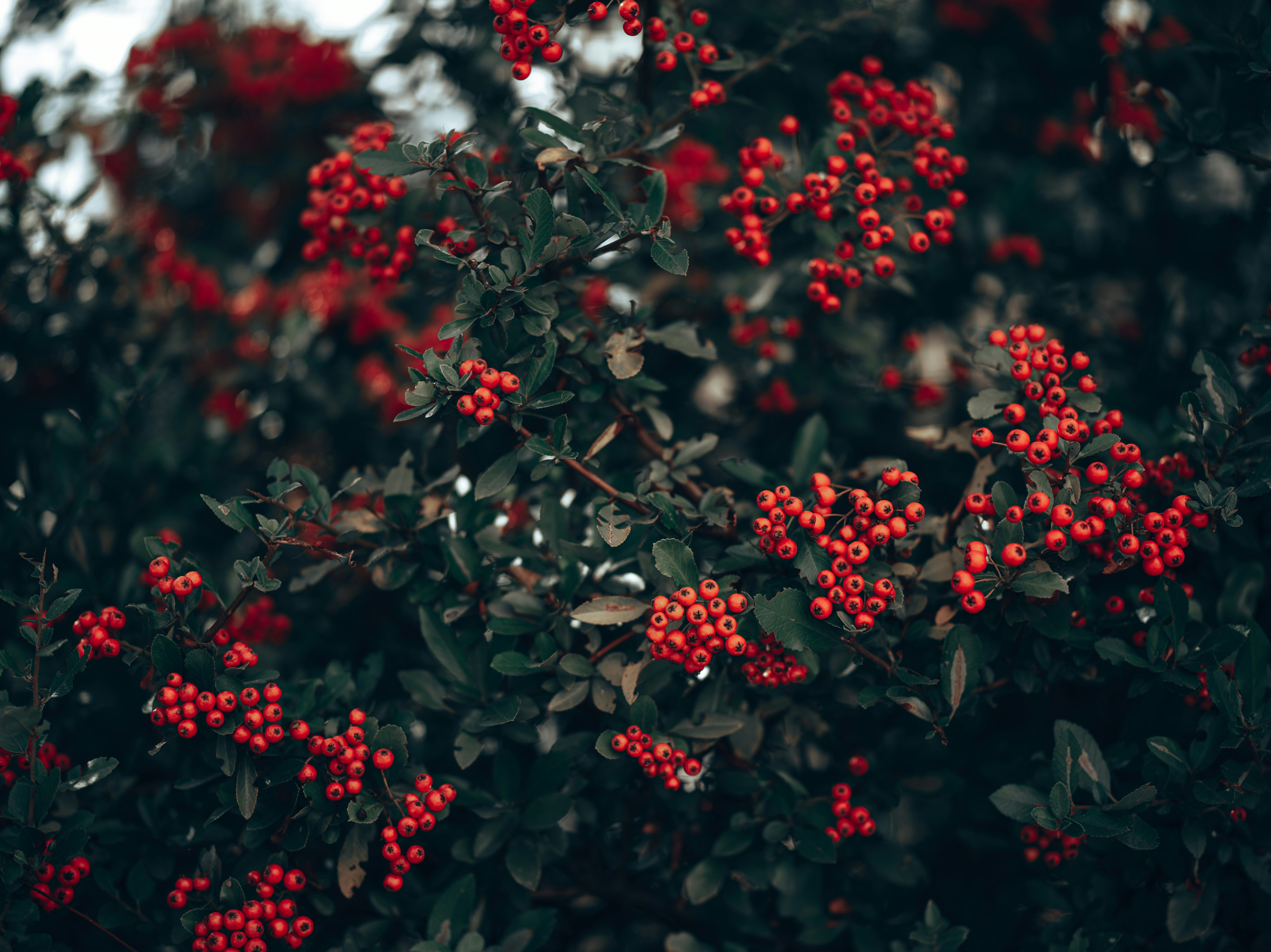 a bush with red berries