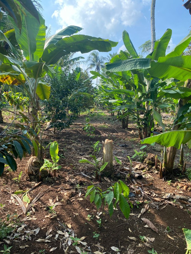 Lush green garden with tall banana plants under a bright blue sky, surrounded by natural foliage and soil.