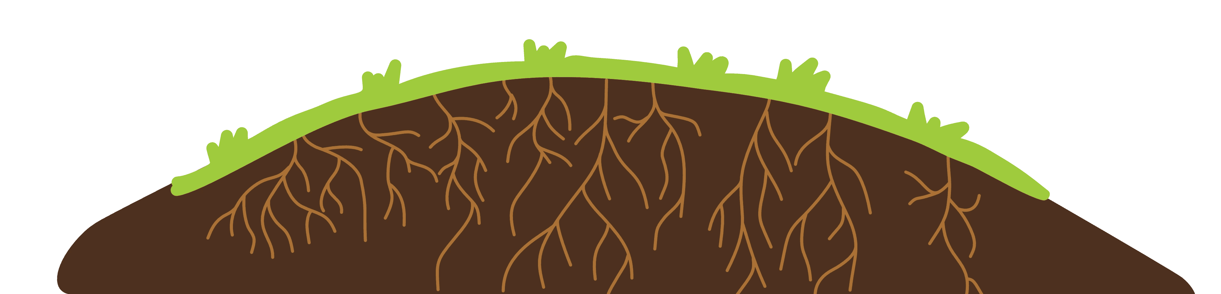 Wild and mossy forest