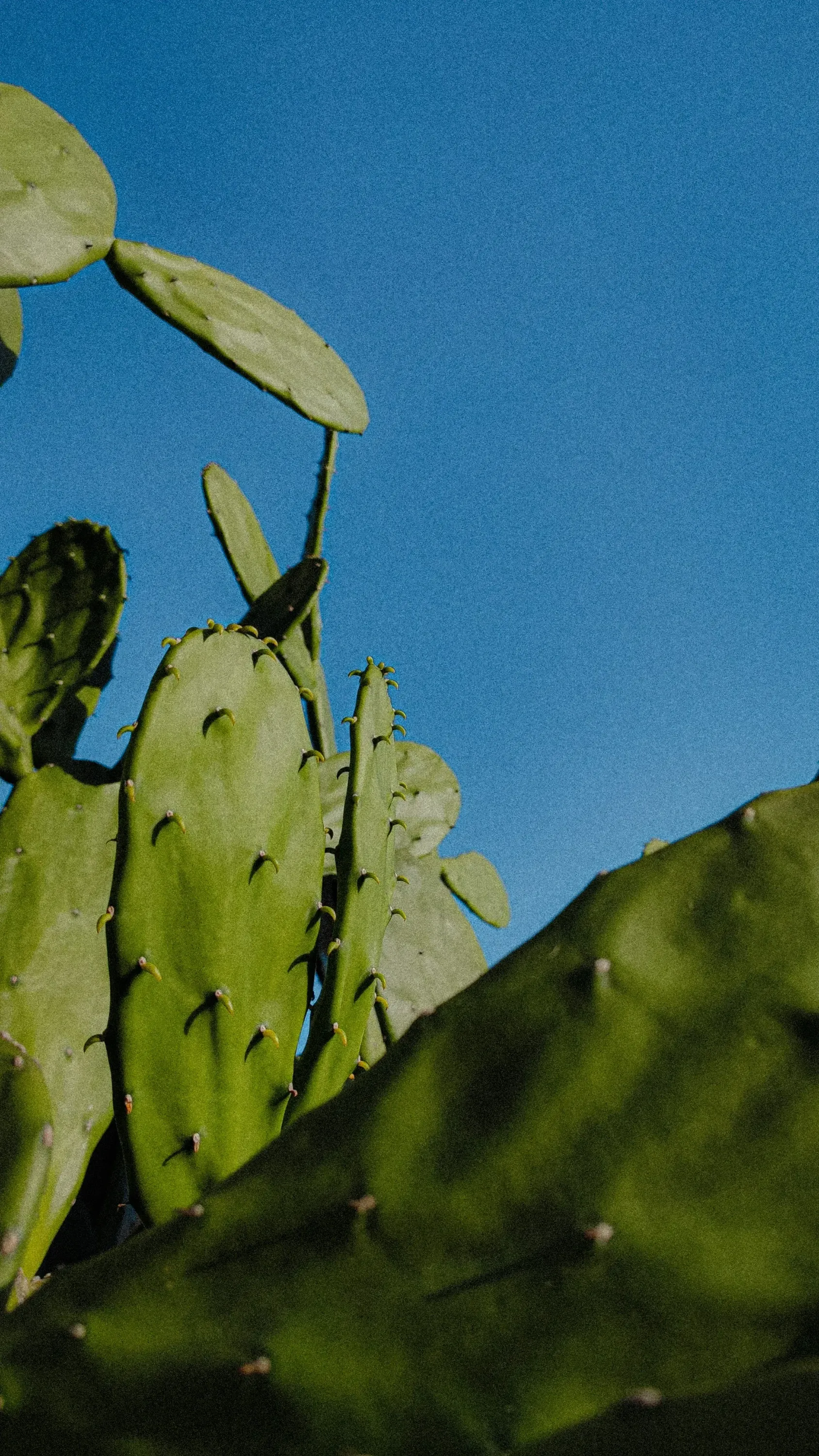 green-leafed plant