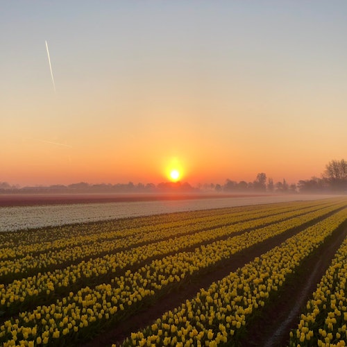 Polja tulipana u suton