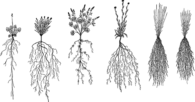 Illustration of various plants with visible roots