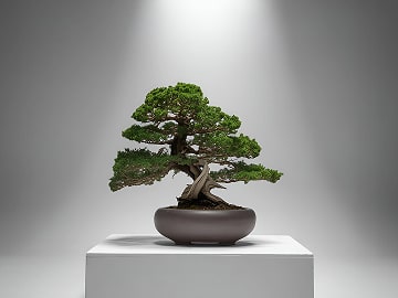 Image representing the service.