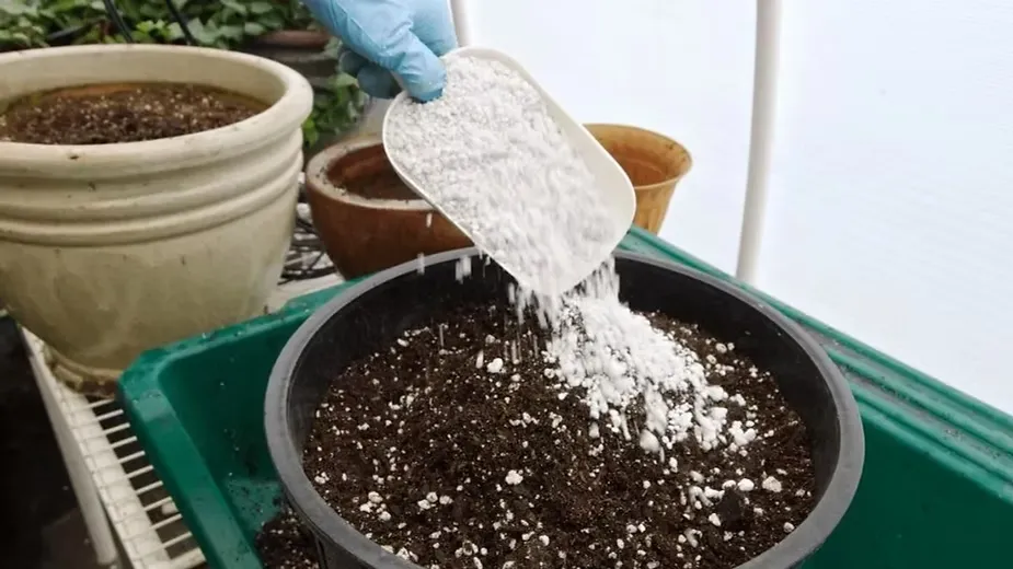 How To Use Perlite For Plants