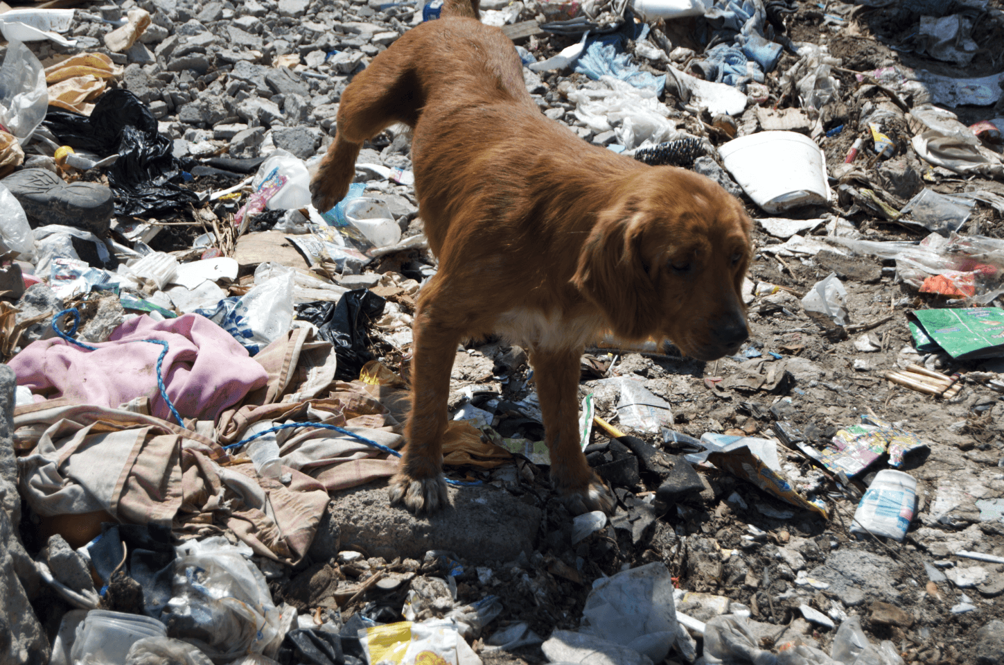 Dog in landfill