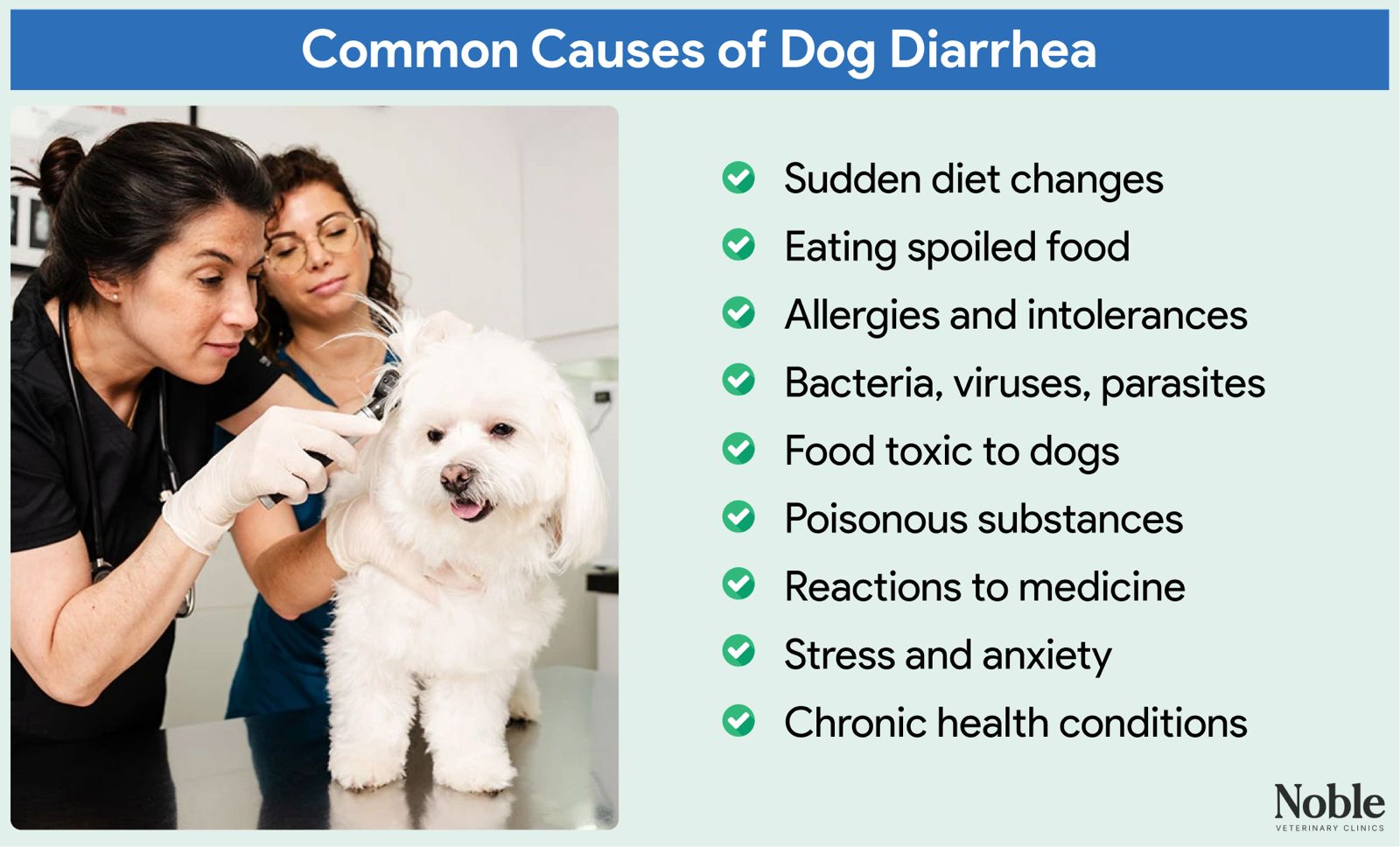 An infographic showing the common causes of diarrhea in dogs.