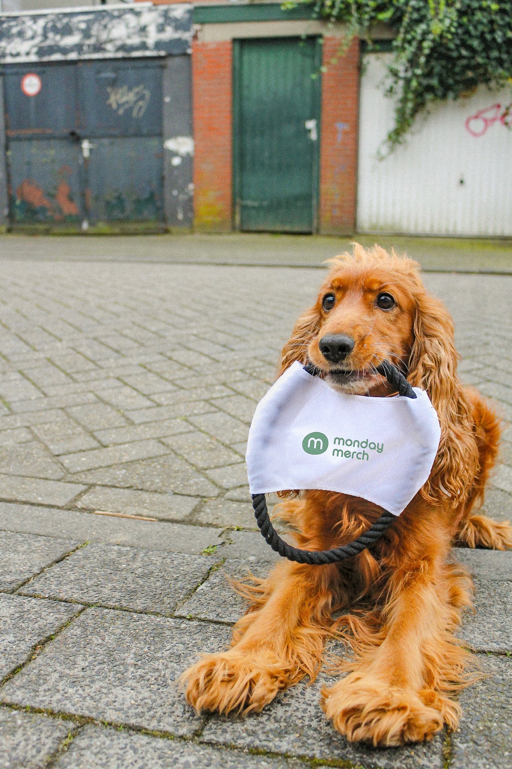 A brown dog holding a toy with "monday merch" logo in its mouth