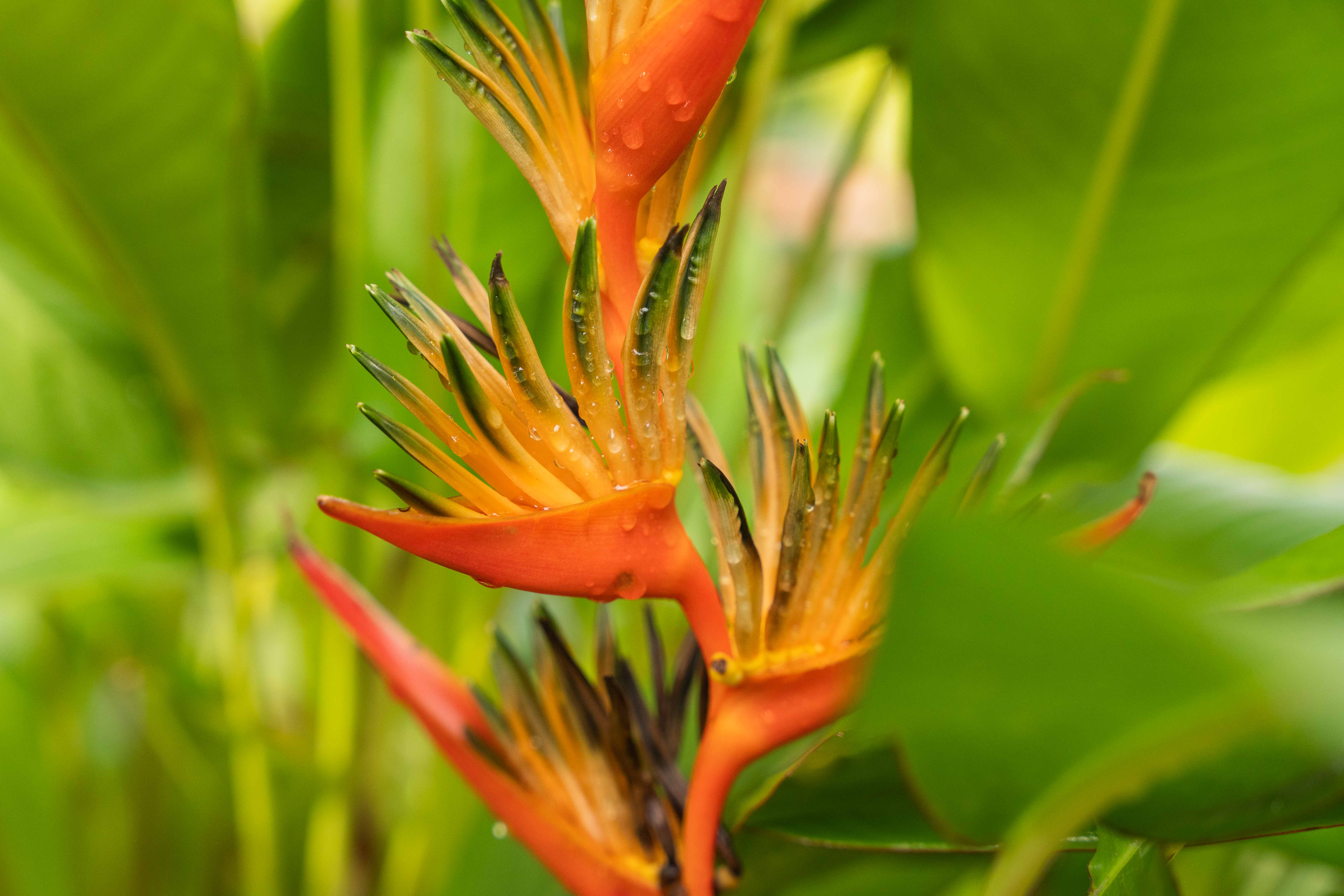 Surf skater making a move in the bowl