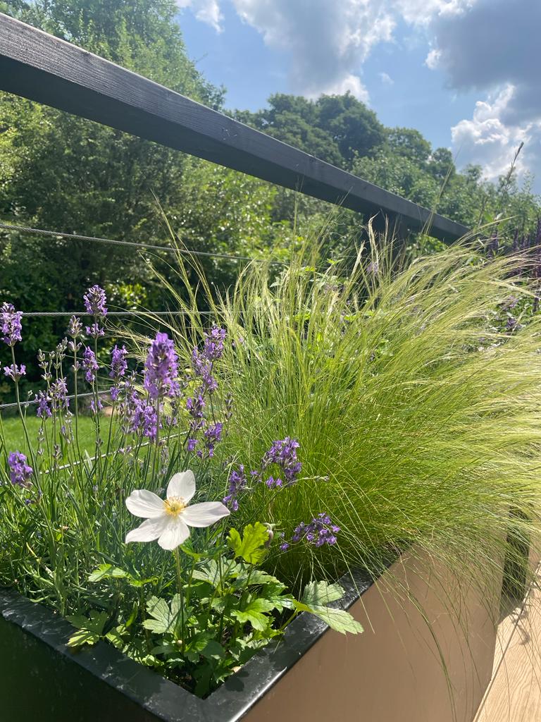 A close-up of vibrant green plants and white flowers in a planter, under a sunny sky with clouds.