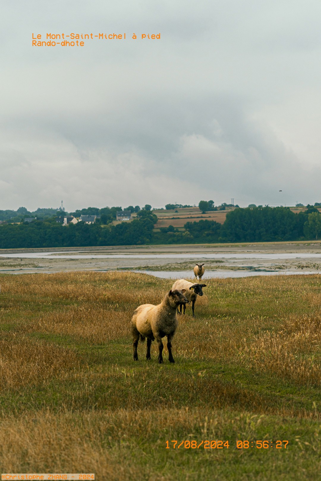 Moutons au premier plan, Mont Saint‑Michel très lointain, randonnée.