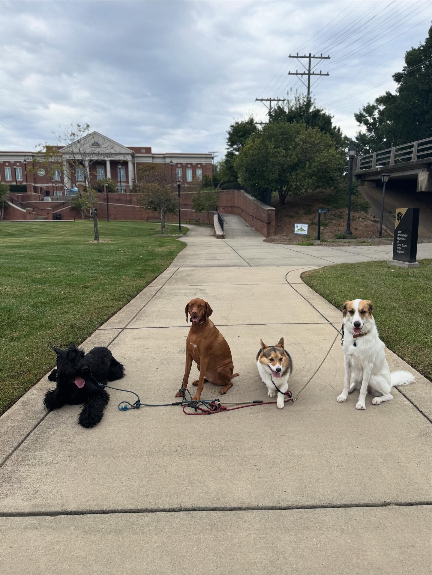 Four dogs sitting on a sidewalk during dog walking in Charlotte, with a brick building in the background