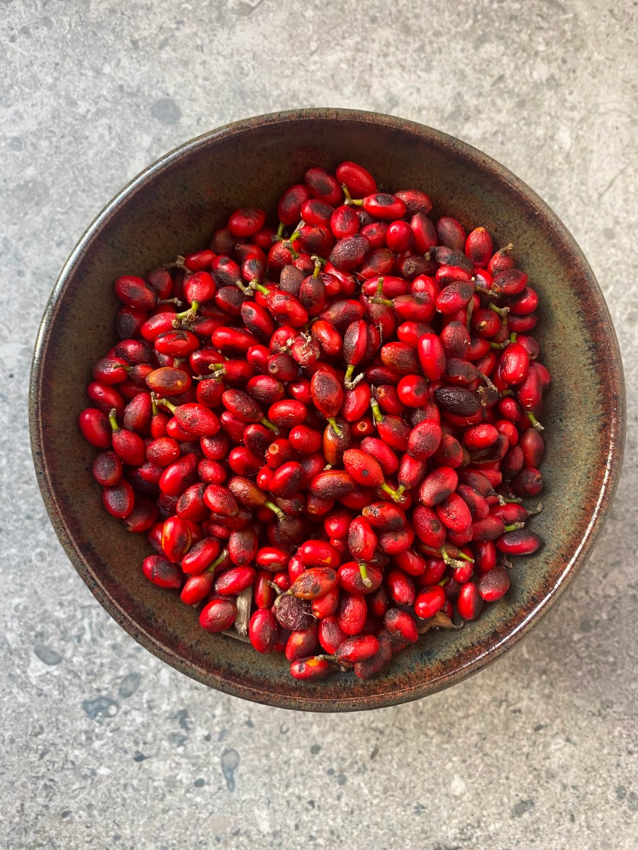 Spicebush Berries