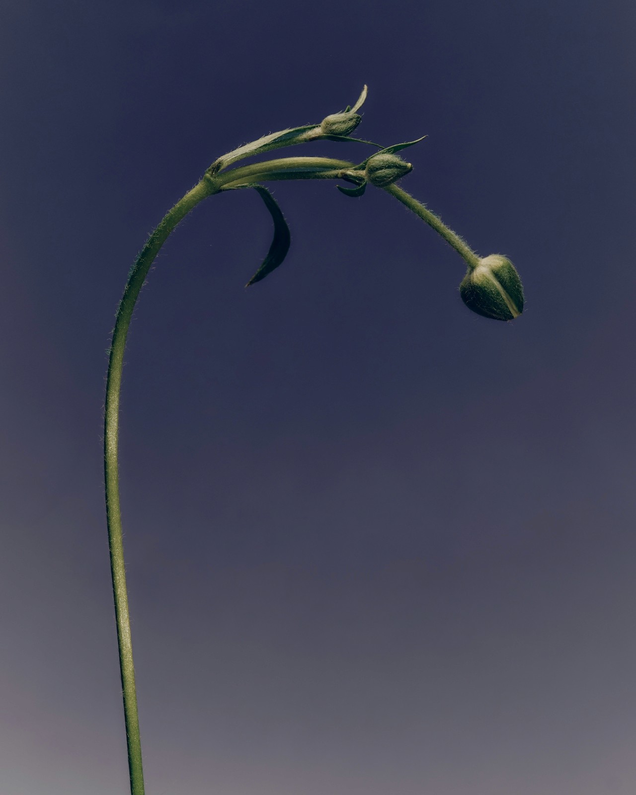 A flower beginning to bloom.