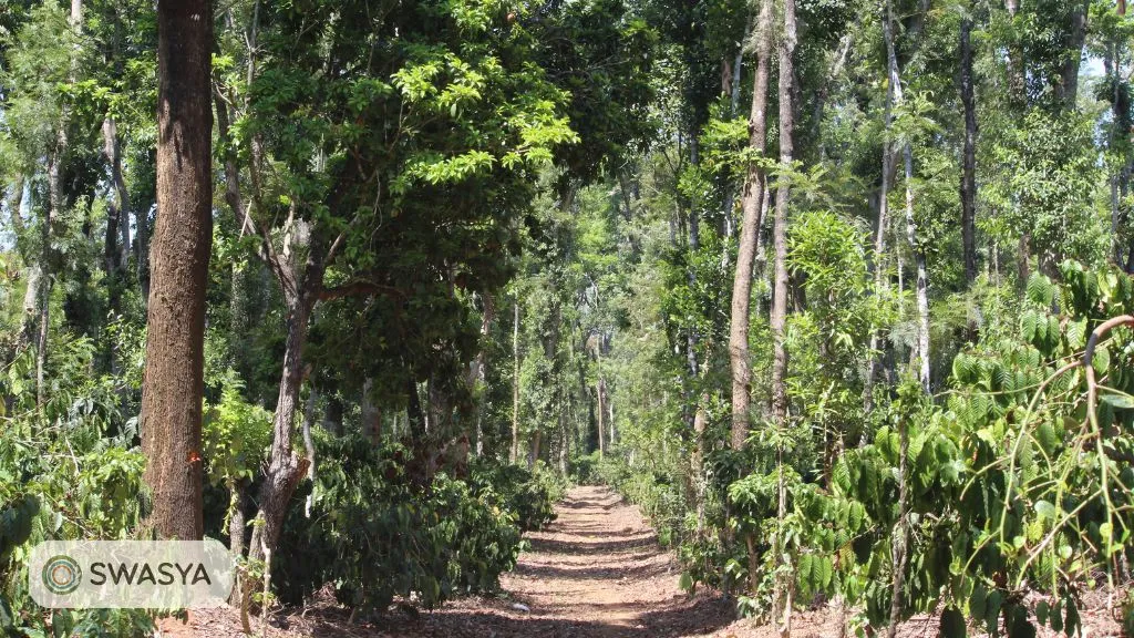 Managed Farmland Bangalore Sannidhi Ecofarms Sakleshpur