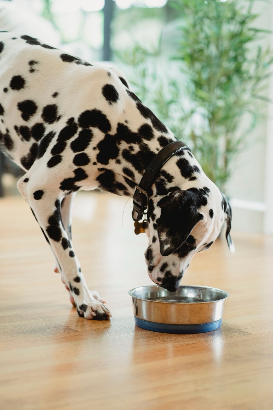 Dalmatian drinking from a steel bowl
