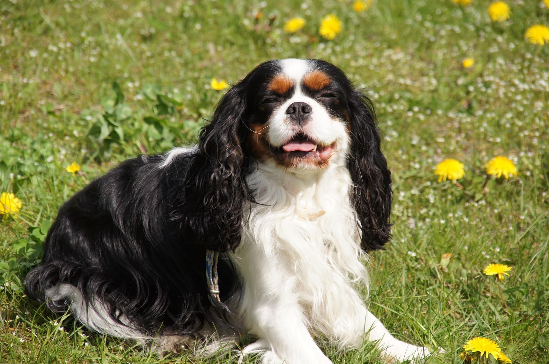 A Cavalier King Charles Spaniel is lying down on the grass with yellow flowers while smiling.