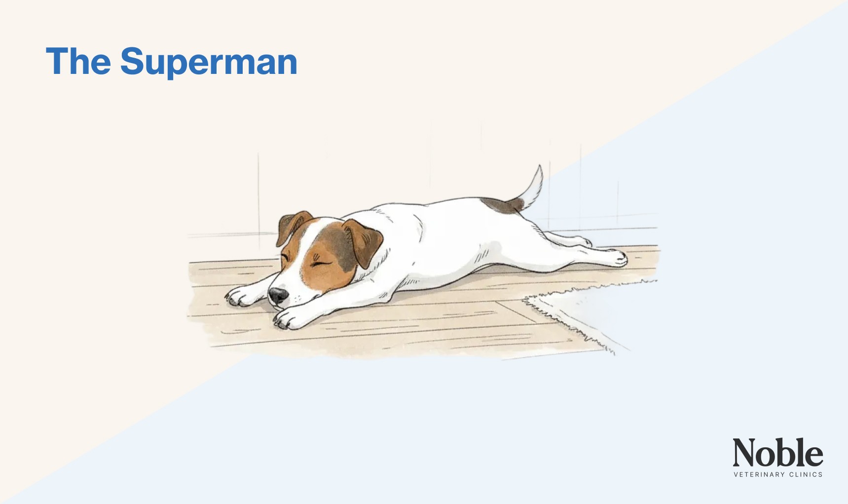An infographic showing a dog's superman sleeping position.