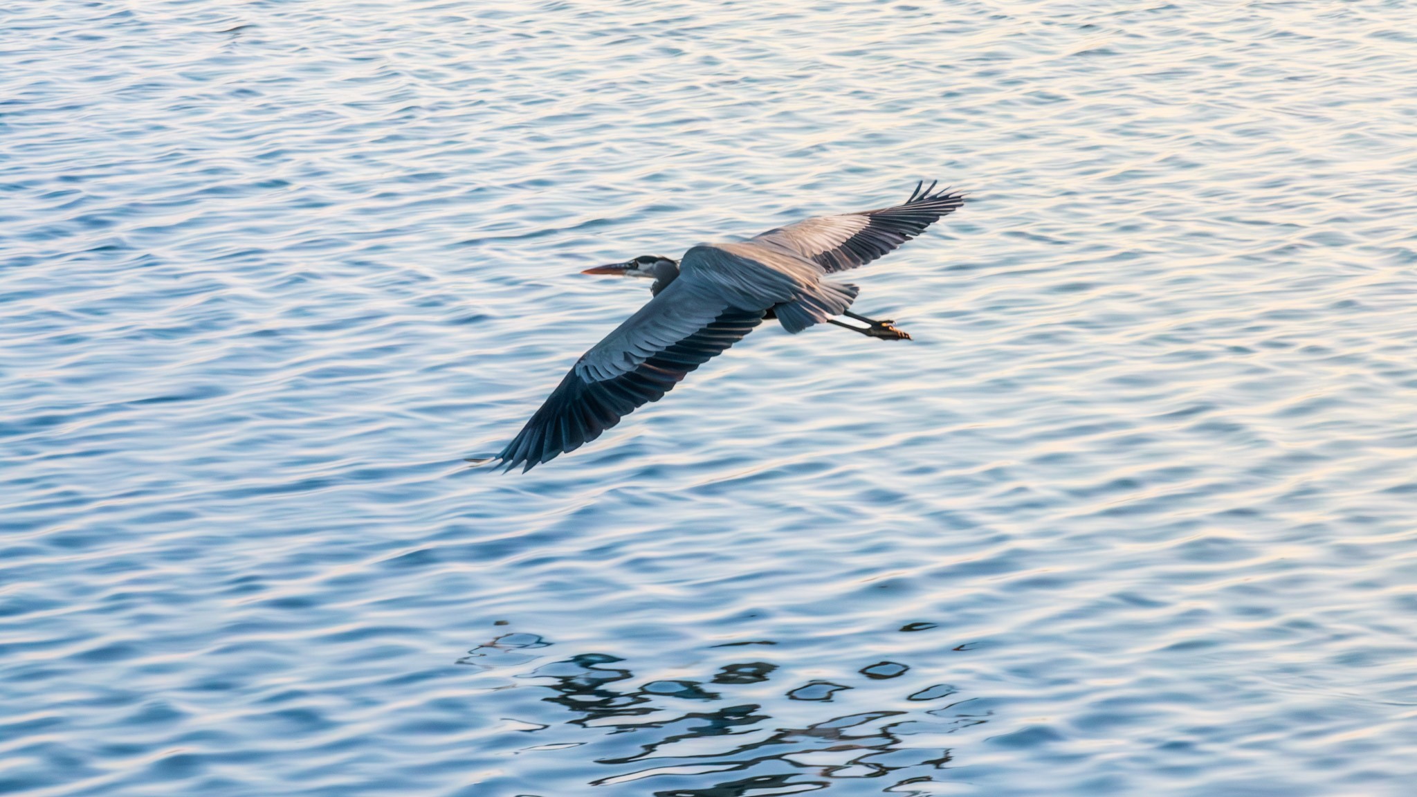 heron flying low over rippling water