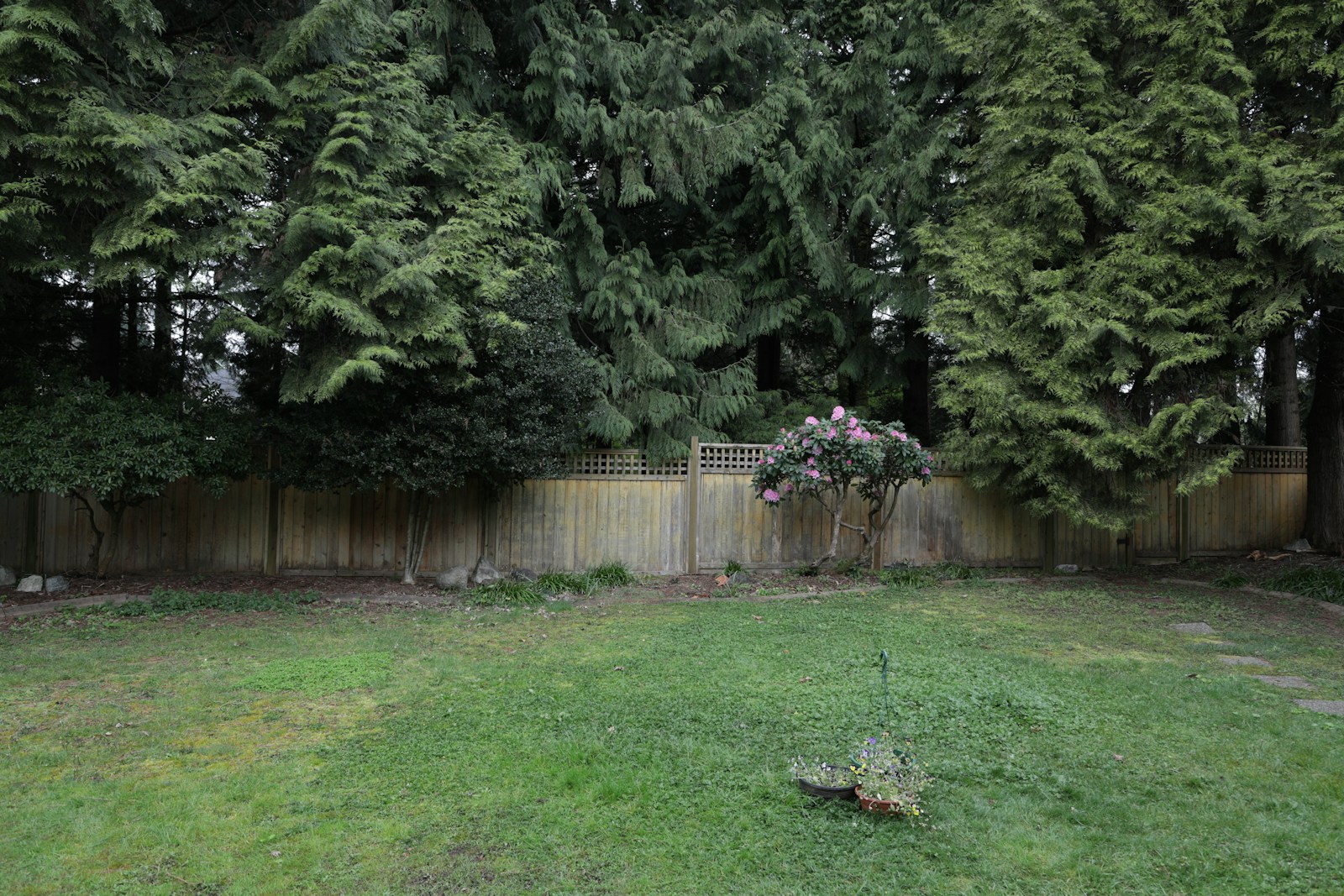 Backyard with fence and trees after cleanup