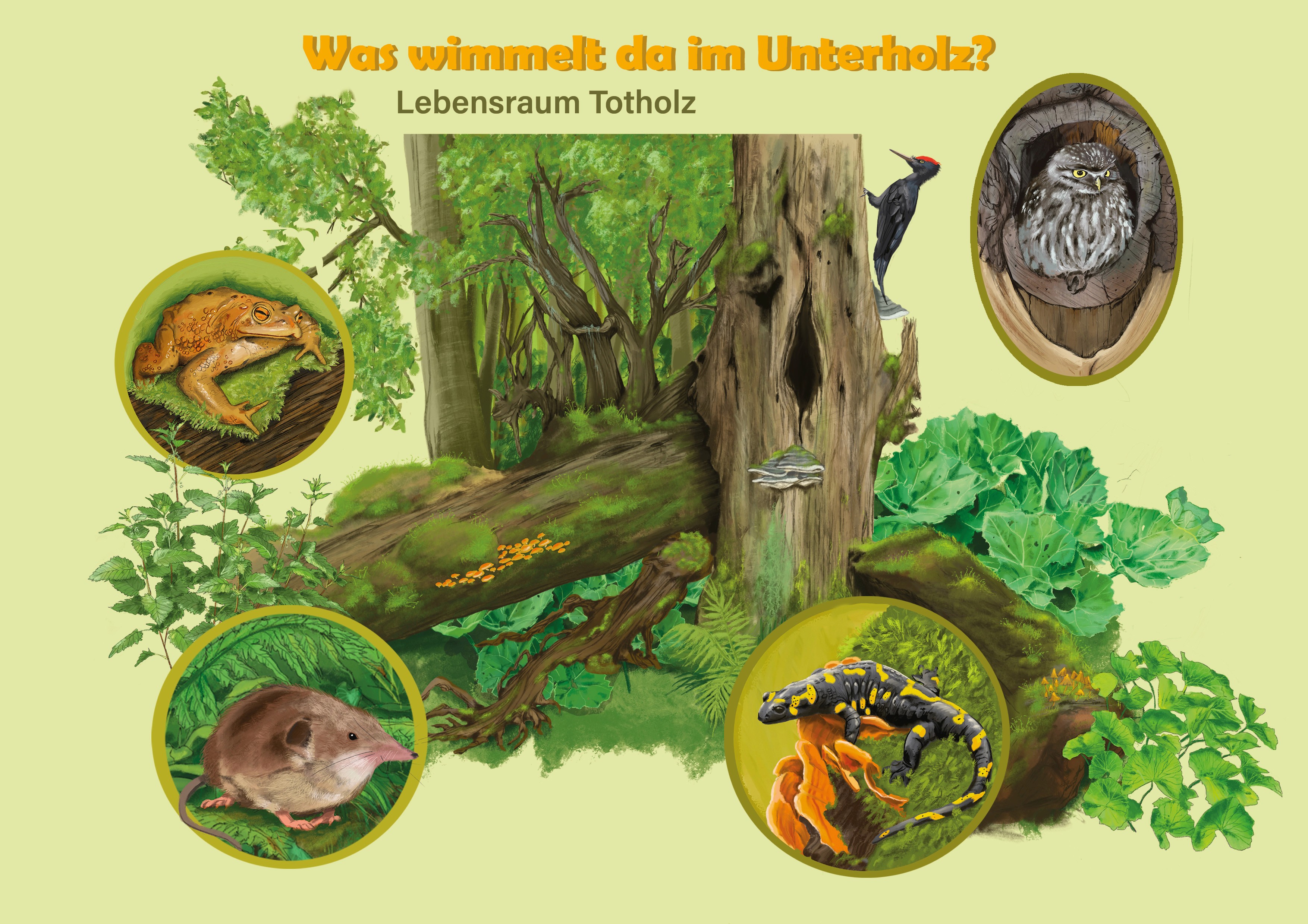 In einem Wald stehen und liegen mossüberzogene Bäume mit Tieren. Eine Eule, eine Kröte, eine Spitzmaus und ein Salamander 