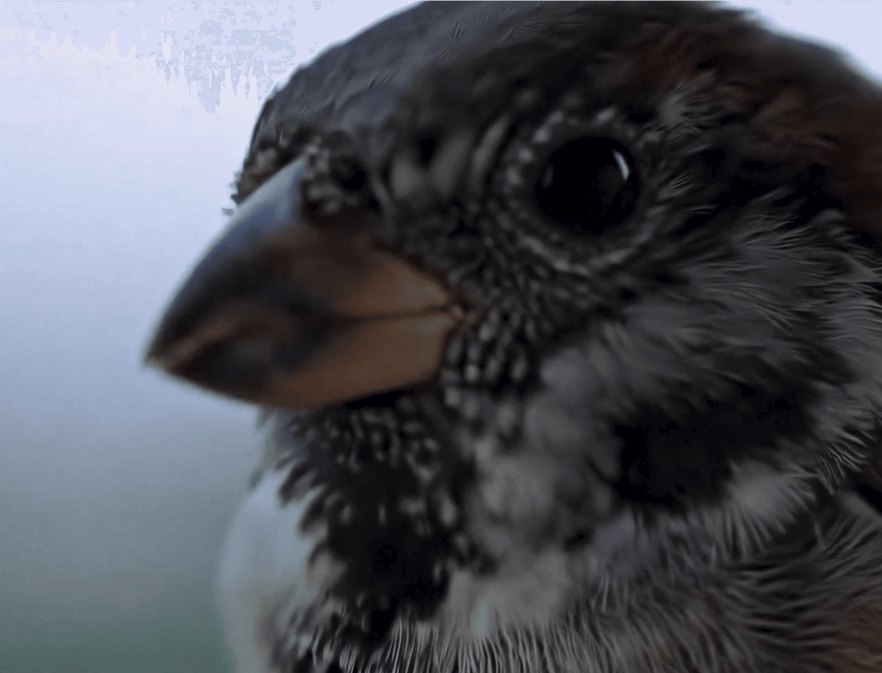 A Sparrow