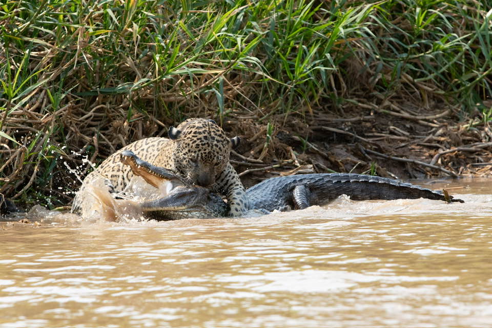 Brazil Safari - Guest Blog