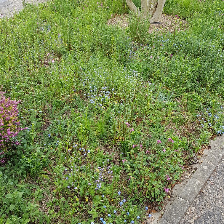 A patch of green grass with scattered small plants and rocks, alongside a concrete path.