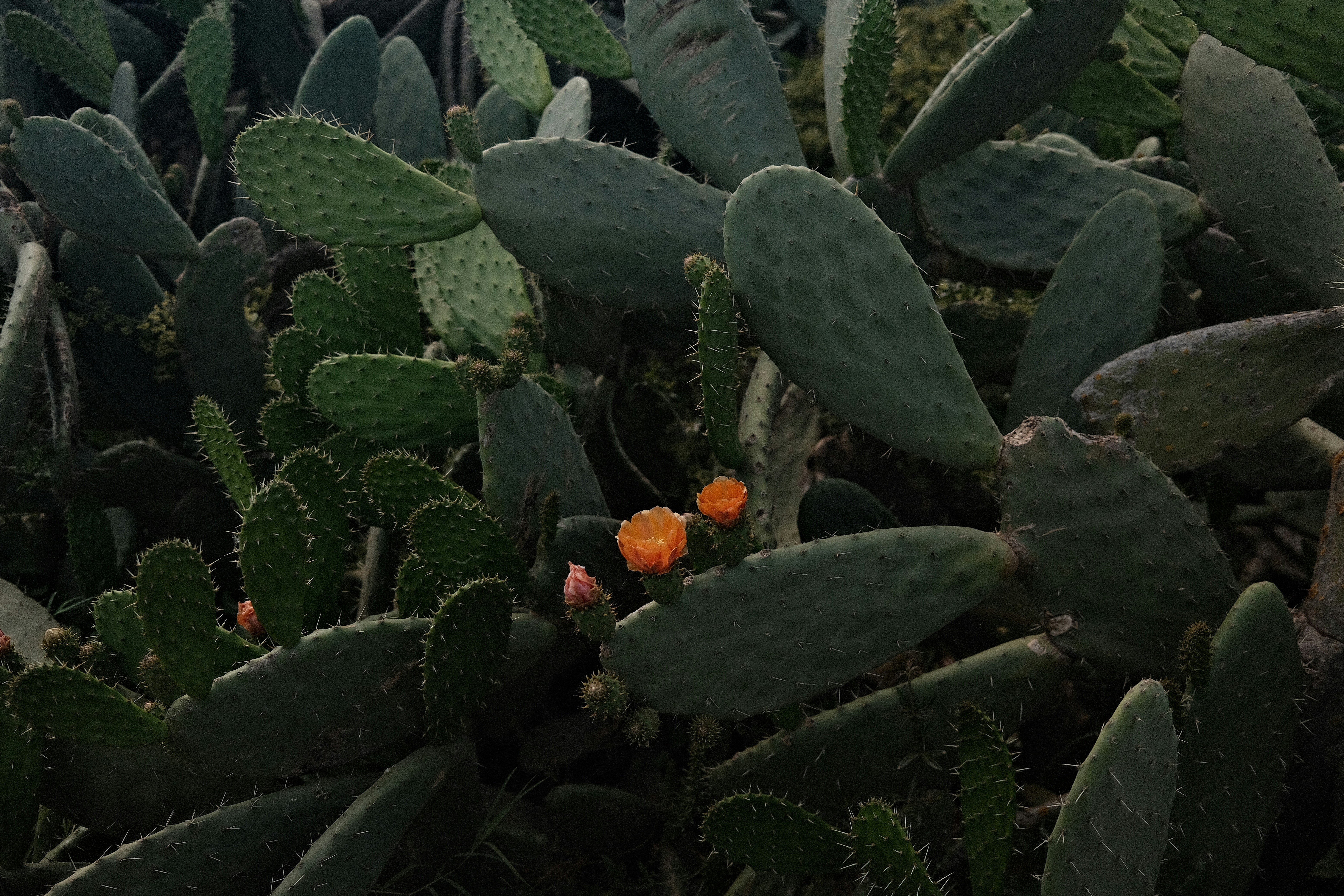 Prickly pear cactus with small orange flowers blooming flowers.
