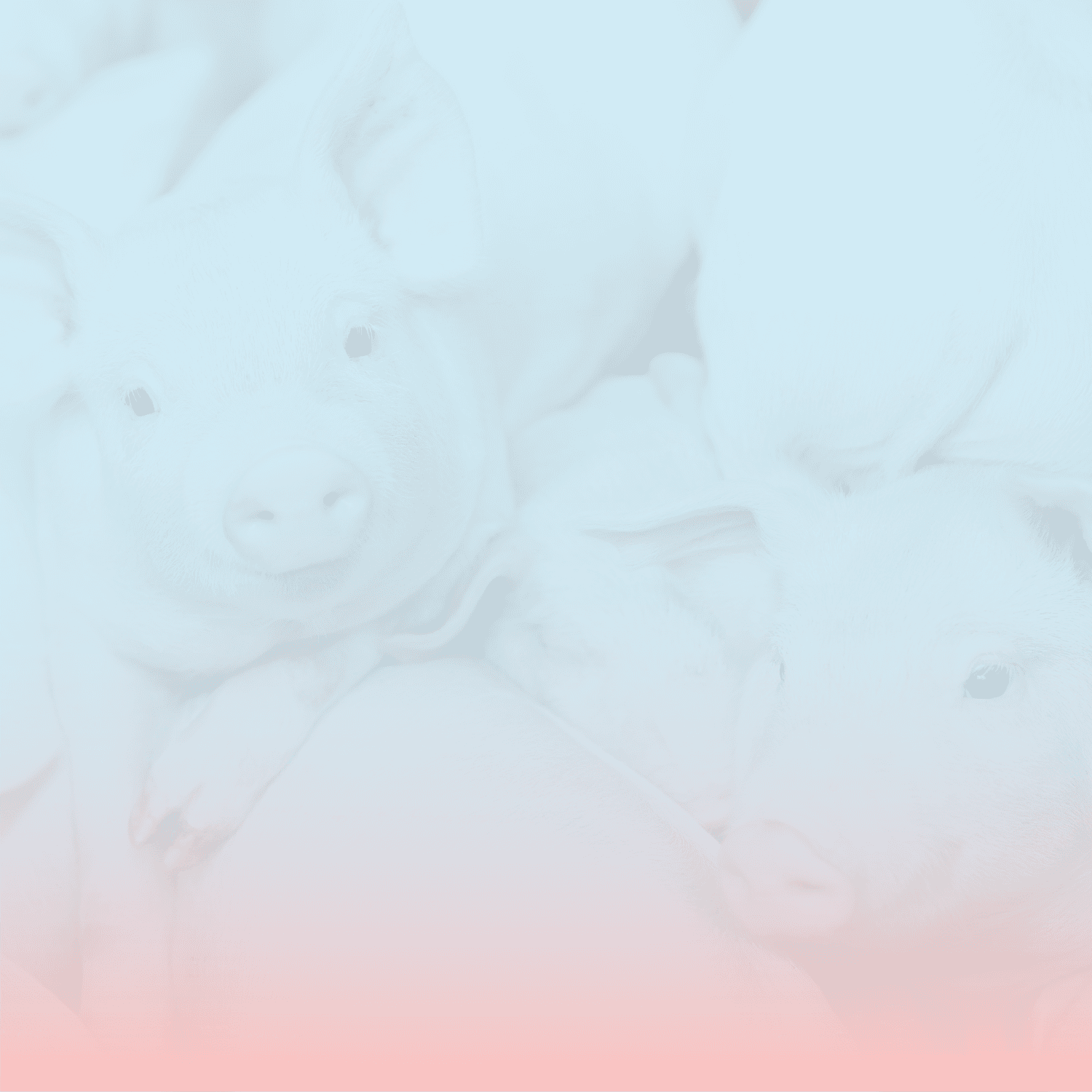 swine banner
